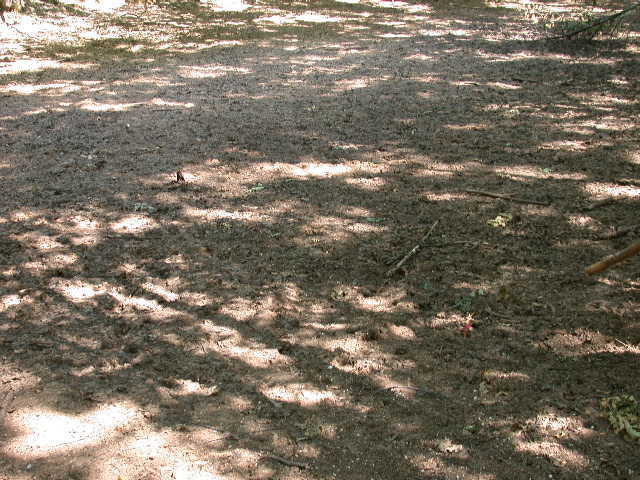 Boletus da determinare >>> n� 7